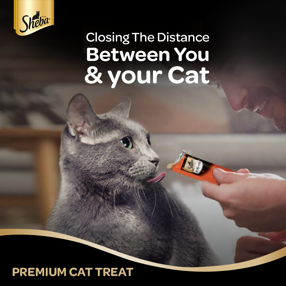 Premium cat treats top