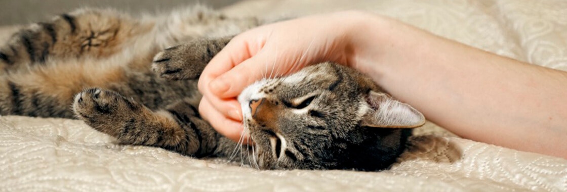 Cat in bed receiving affection