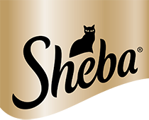 Sheba IN