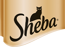 Sheba IN